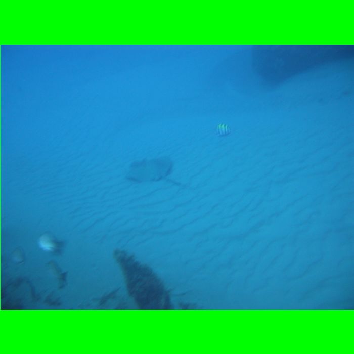 Dive WP Wrecks 25-Oct-09_345.JPG